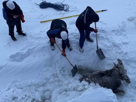 Sailors of the nuclear icebreaker Yakutia rescued a moose
