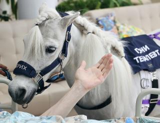 A pony therapist from the Moscow region helps seriously ill children and adults