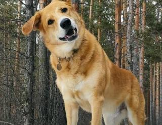 Happy the dog became an eco-inspector dog in Krasnoyarsk