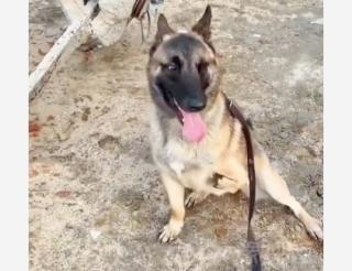 In China, the three-legged dog Barton became a member of the special forces