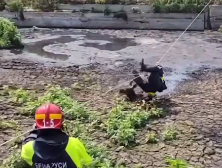 Belarusian rescuers responded to calls to help animals more than a thousand times in 2025