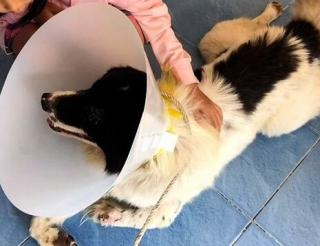 A three-legged dog saved its owner from a deadly snake