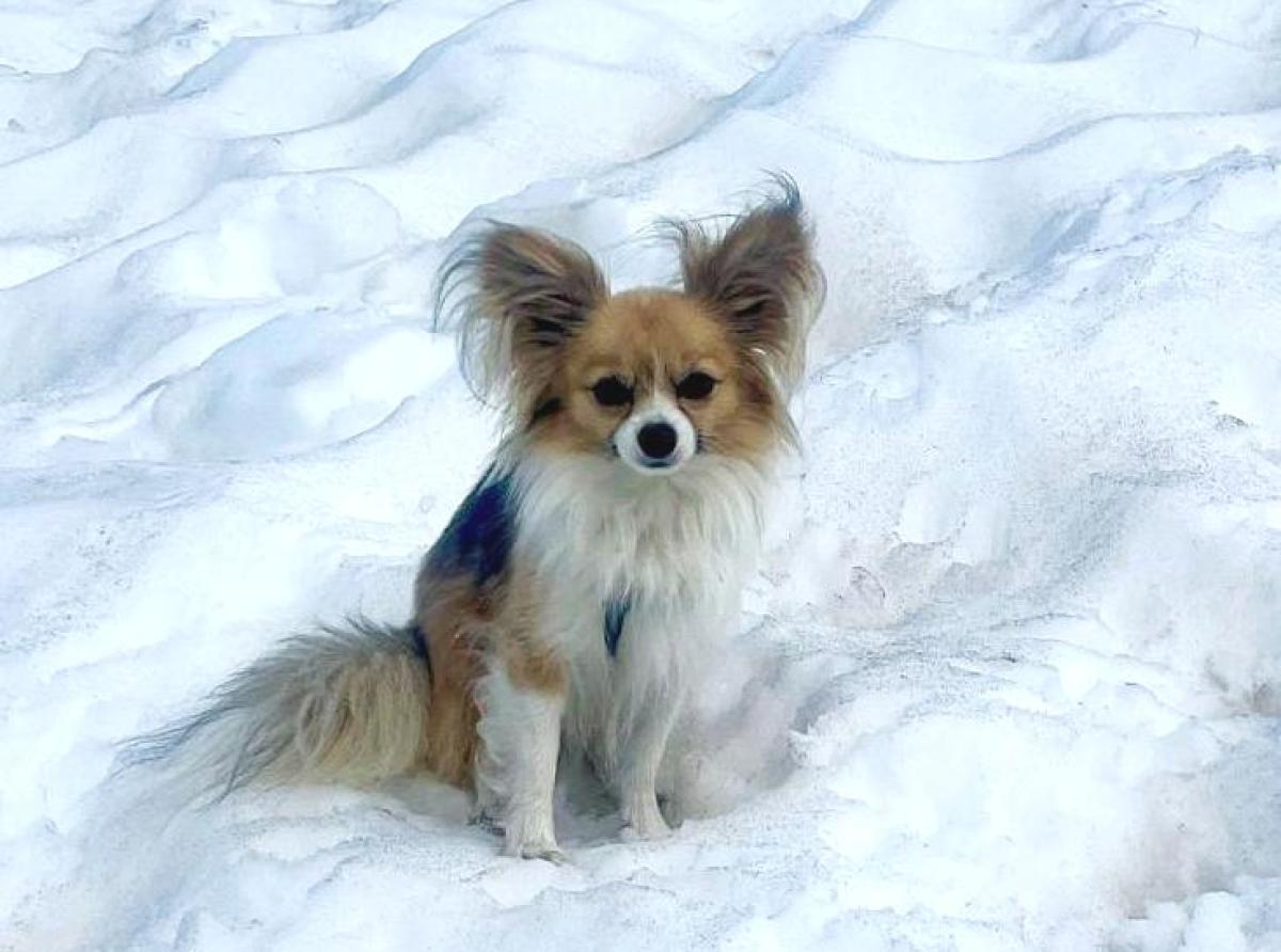 Чихуахуа помогла спасти хозяина, который провалился в ледяную расщелину в Альпах