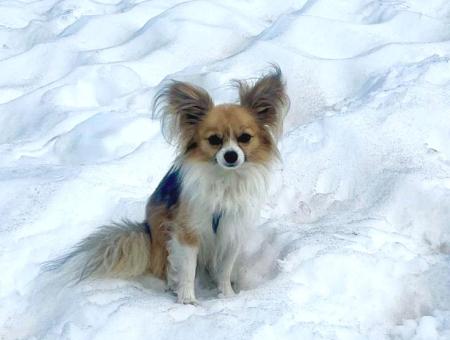 Чихуахуа помогла спасти хозяина, который провалился в ледяную расщелину в Альпах