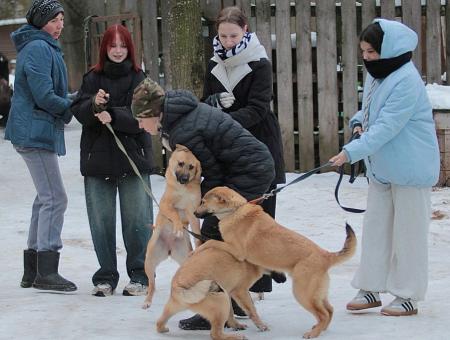 Retired dogs in the Novgorod region have found shelter by volunteers who have created a support center for animals. 