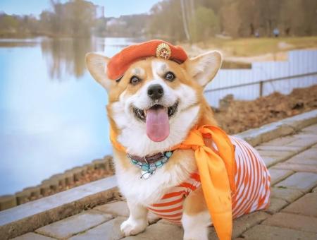 A fearless corgi commands a squad rescuing soldiers and children in the Donbas