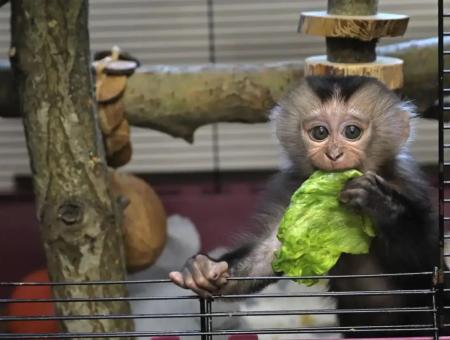 The little lion-tailed macaque, Jaya, is the bright star of the Leningrad Zoo