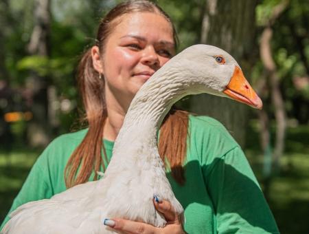 Goose Gusenka saved piglets from the cold in the special military operation zone 