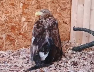 Goodness Prevails: Smolensk volunteers save storks and Red Data Book species