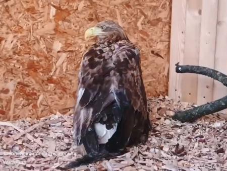 Goodness Prevails: Smolensk volunteers save storks and Red Data Book species