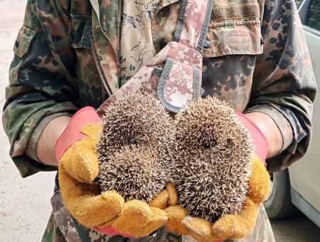 Оренбургский «КотоСпас»: экстренное спасение животных, попавших в экстремальные ситуации