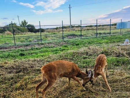 A large family from the Orenburg Oblast has twice rescued roe deer fawns