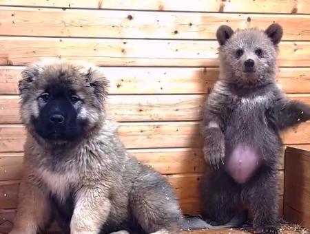 Dynka + Arbuzik: the extraordinary friendship therapy of a puppy and a bear cub