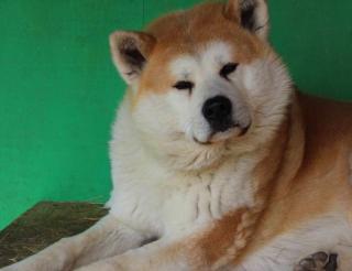 The Siberian Hachiko has been waiting for his owner from the special military operation zone for several years