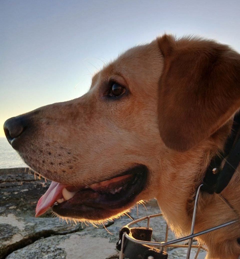 10. Лабрадор Лорд (Казахстан)