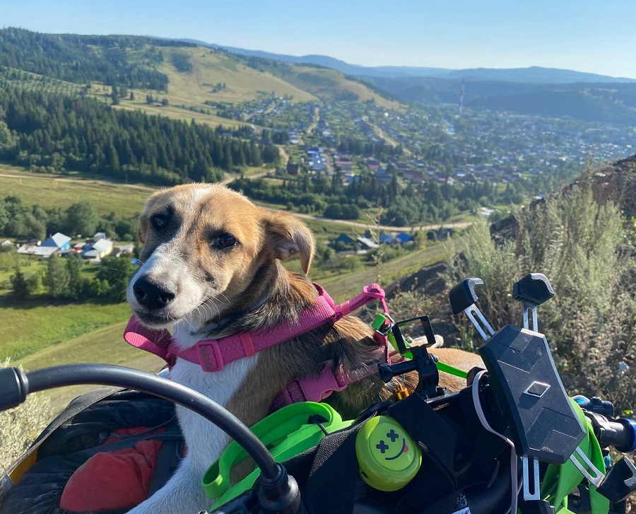 14. Дворняга Колбаска (Иркутск)