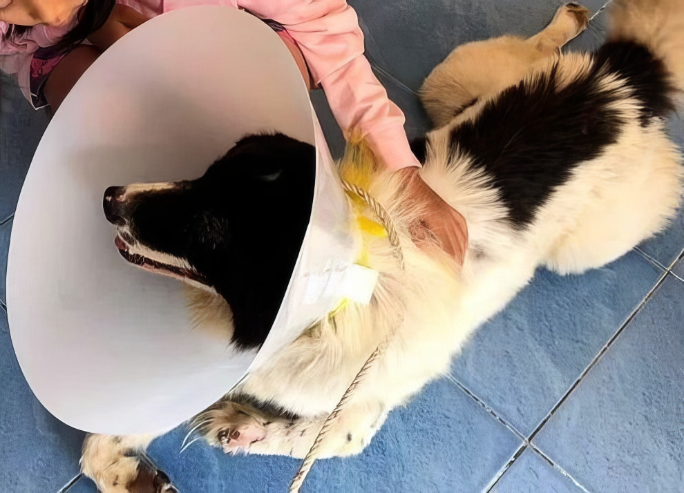 18. Дворняжка Сато (Таиланд)