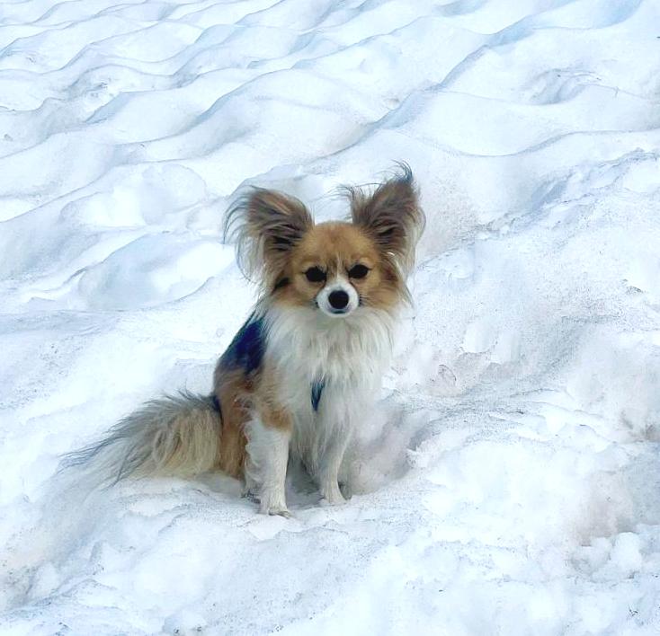 19. Чиахуахуа Ляп (Швейцария)