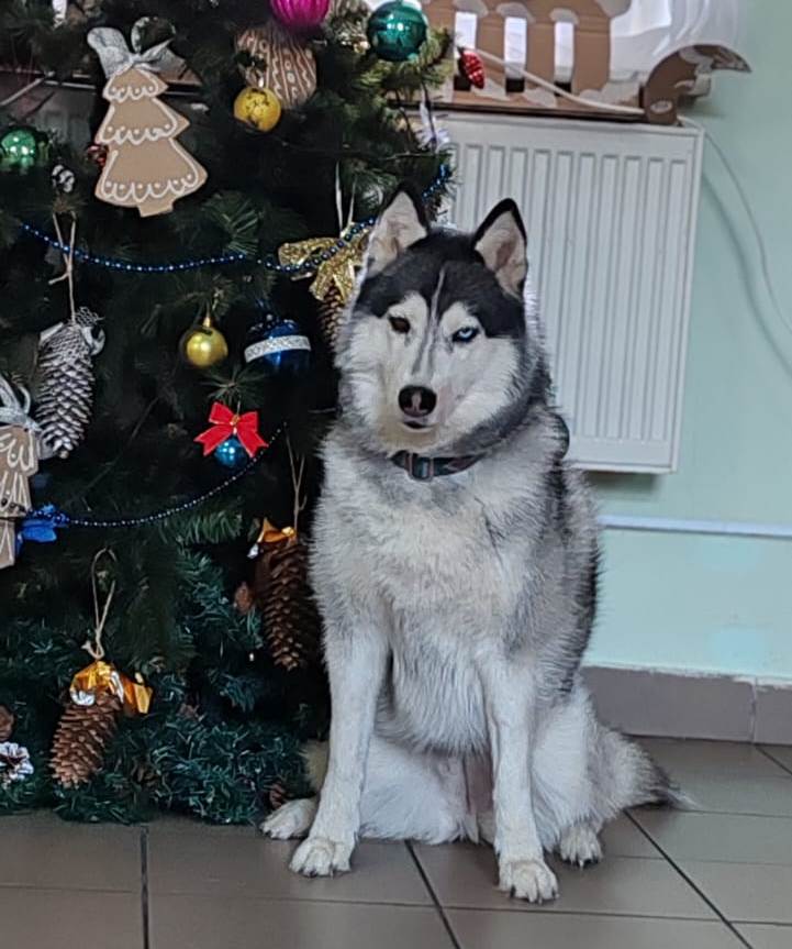 22. Северная хаски Ита (Калининградская область)