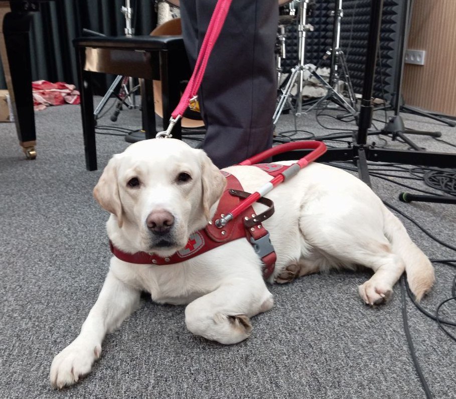 25. Лабрадор Снежок (Самара)