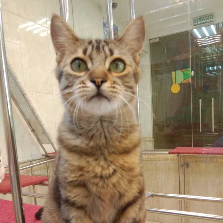 27. Кошка Вижа (Донецк-Москва)