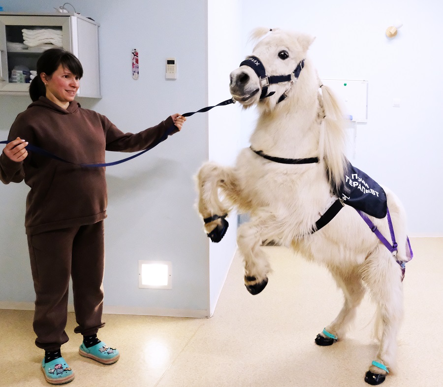 04. Пони Дитрих (Московская область)