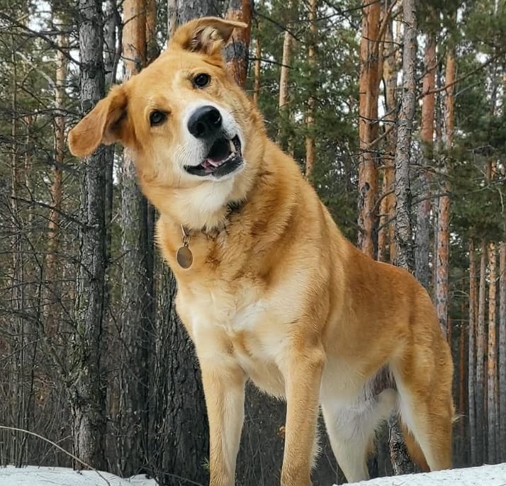 05. Пес Хэппи (Красноярск)