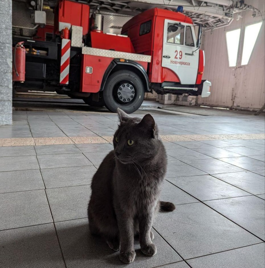 06. Кот Егор (Ростовская область)