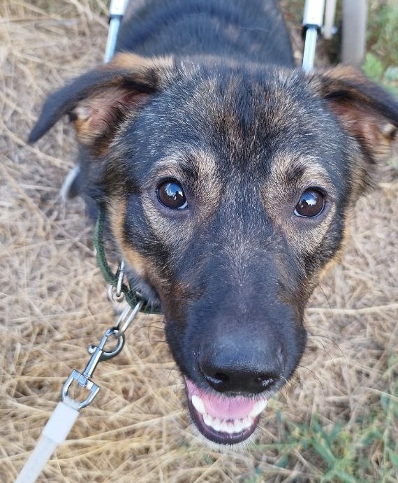 07. Пес Бутуз (Белгород - Ростов-на-Дону)