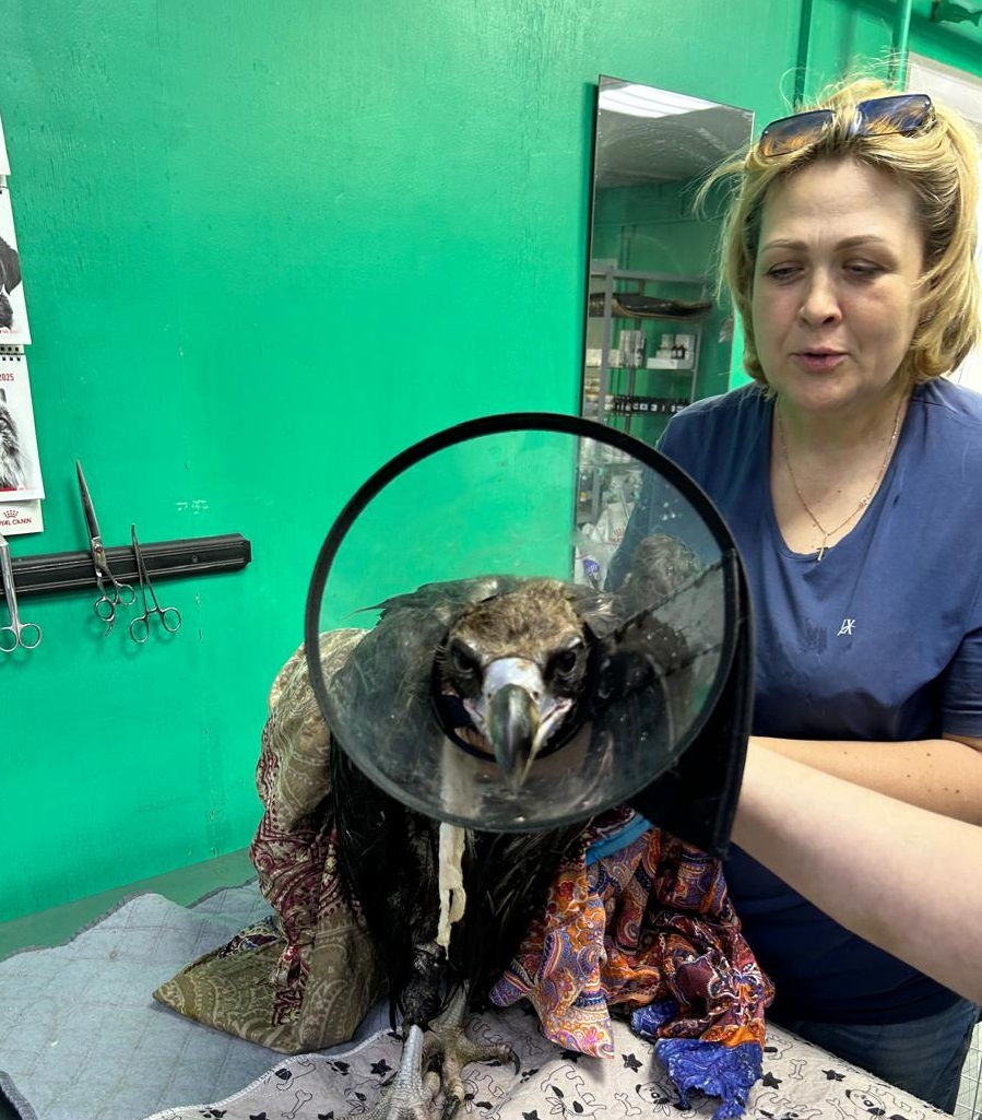 07. Общество защиты животных «Хатико» (Тува, Кызыл)