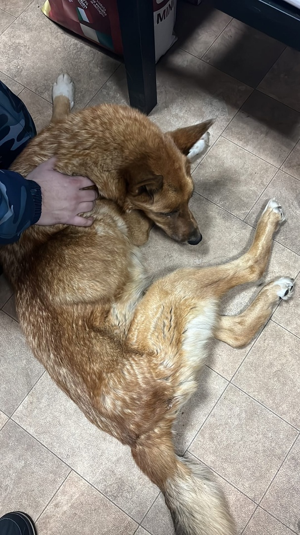 Жители Сыктывкара спасли раненую собаку 
